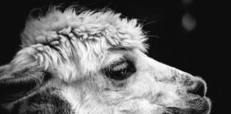 alpaca wool