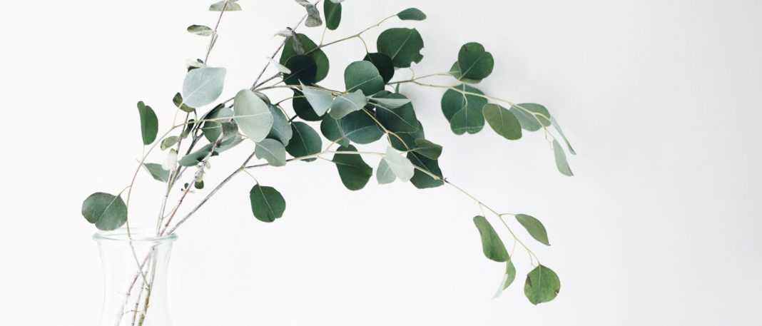 eucalyptus is sustainably harvested to make lyocell tencel fabric