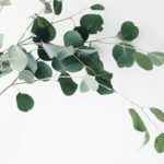 eucalyptus is sustainably harvested to make lyocell tencel fabric