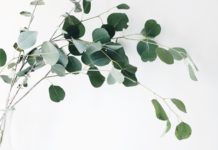 eucalyptus is sustainably harvested to make lyocell tencel fabric