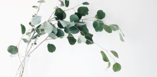 eucalyptus is sustainably harvested to make lyocell tencel fabric