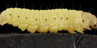 wax_worm_plastic