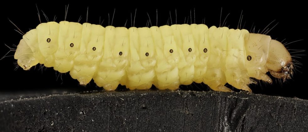 download wax worms for trout fishing download wax worms for trout fishing