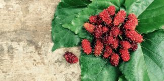 how is silk fabric made mulberry worm