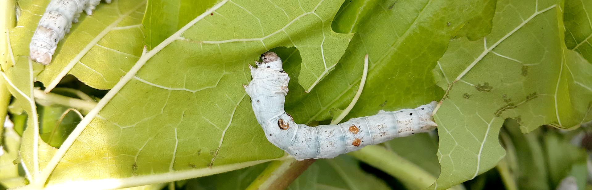 silkworms create silk fibers to construct cocoons